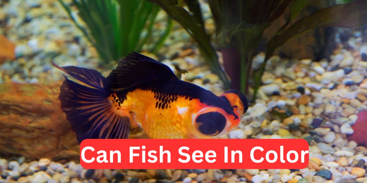 Can Fish See In Color